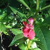 Camellia, balsam