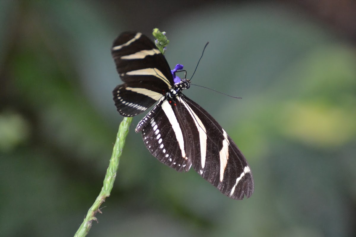 Zebra Longwing