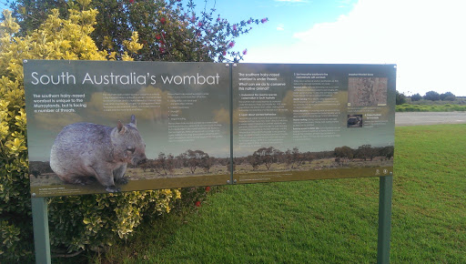 South Australia Wombat