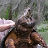 Alligator Snapping Turtle (Slippery Pete)