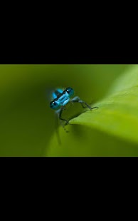 Free Photos Insects Live Wallpaper APK for PC