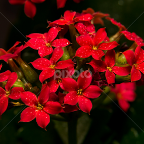 Replete by Yu Tsumura - Flowers Flower Arangements