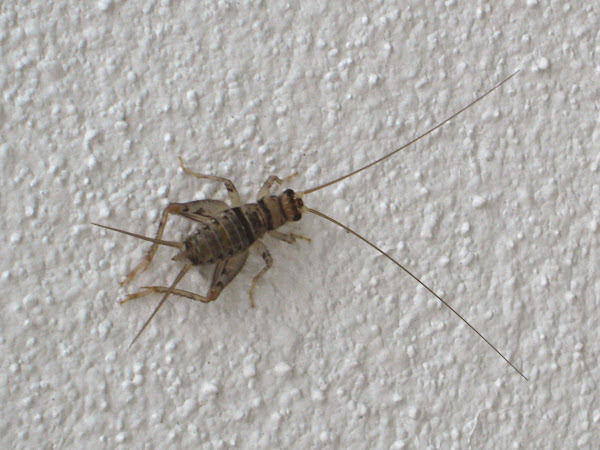 Tropical House Cricket | Project Noah