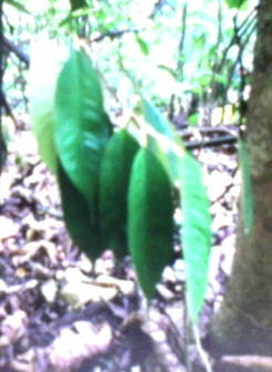 Durian SP Leaves