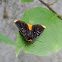 forester moth