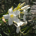 Oleander