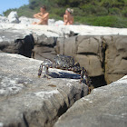 Marbled Rock Crab / Šuša