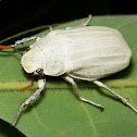 White Scarab Beetle