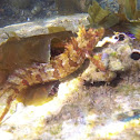 Crevice Kelpfish