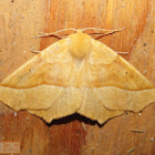 October Thorn Moth
