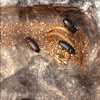 Meal worm Beetle