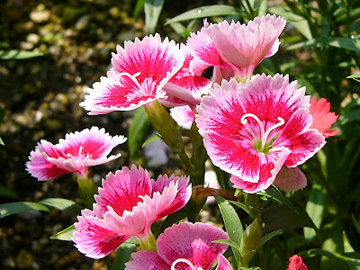 √99以上 ナデシコ テルスター 793700-タキイ ナデシコ テルスター