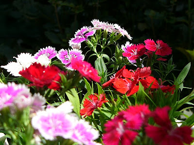 √画像をダウンロード ナデシコ テルスター 879392-ナデシコ テルスター