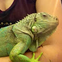 Green iguana