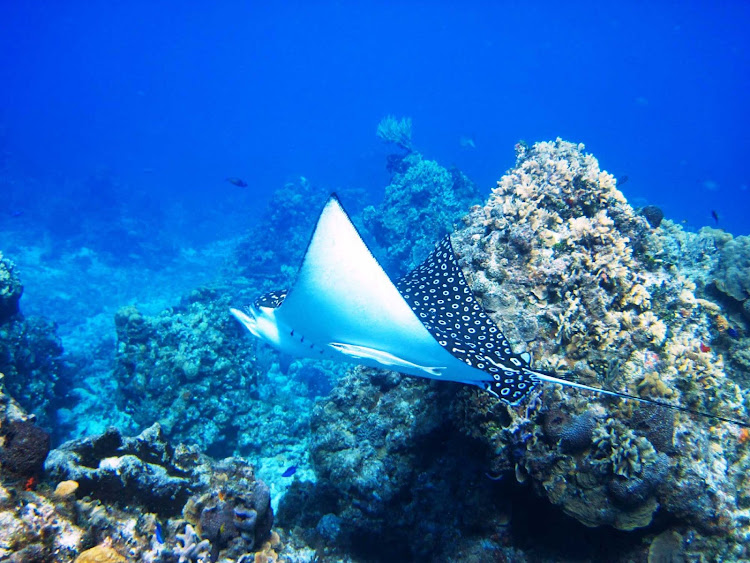 Scuba divers and snorkelers may spot a ray or two in the waters off Cozumel.