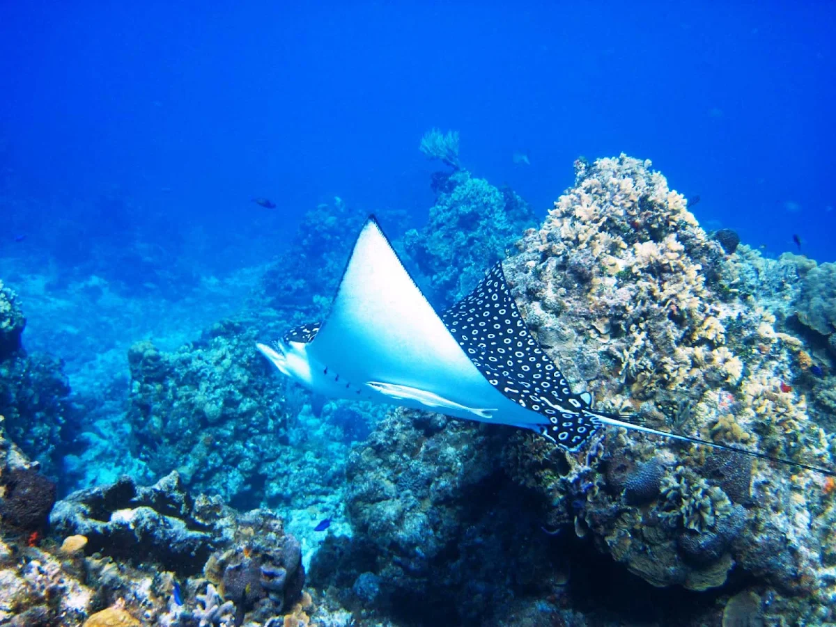 Cozumel-snorkel-ray - Scuba divers and snorkelers may spot a ray or two in the waters off Cozumel.