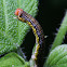 Linden Looper Moth Caterpillar