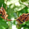 Actinote sp. (Heliconiinae) butterfly caterpillars