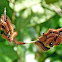 Actinote sp. (Heliconiinae) butterfly caterpillars