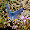 Acmon Blue Butterfly