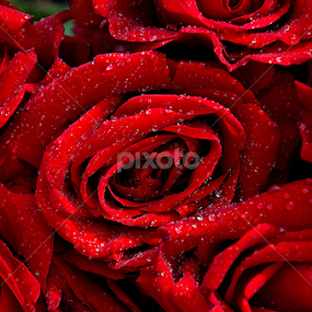 by Ajay Halder - Flowers Flower Arangements