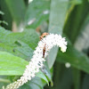 Flower Longhorn Beetles
