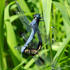 Spangled Skimmer dragonflies (mating pair)