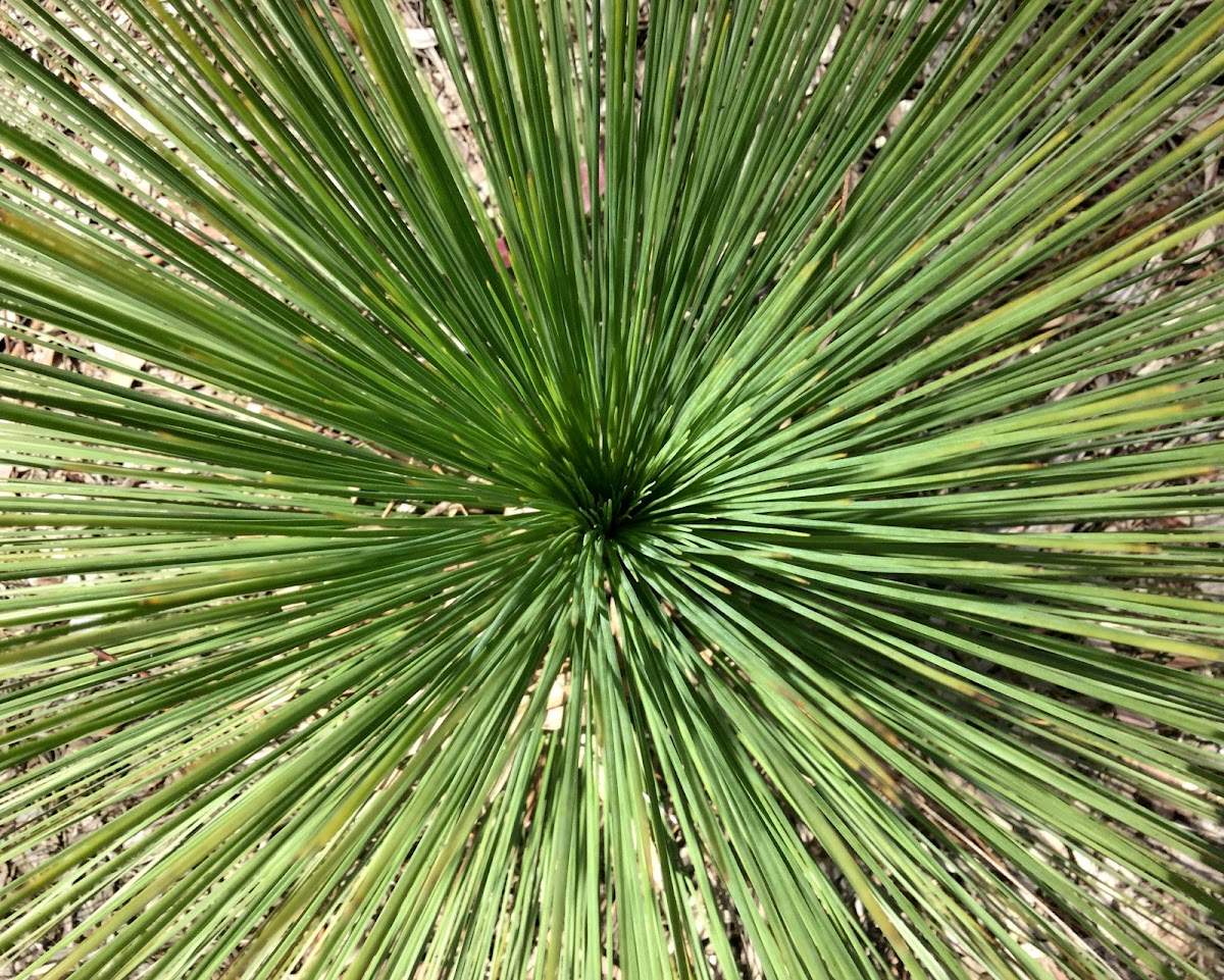 Australian Grass Tree
