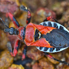 Bee Killer Assassin Bug-Female