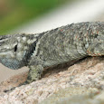 Reptiles del estado de San Luis Potosí, México.