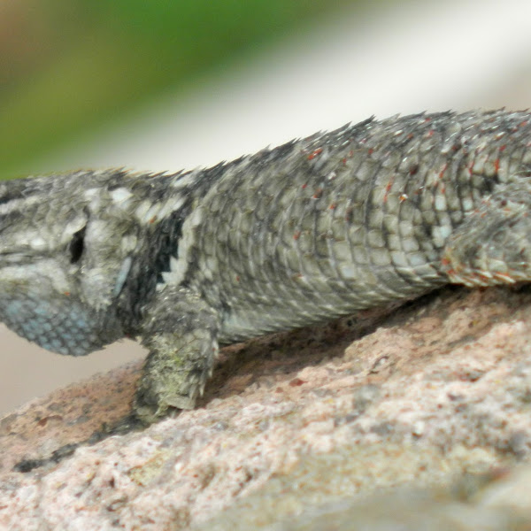 Reptiles del estado de San Luis Potosí, México. | Project Noah
