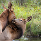 Elk