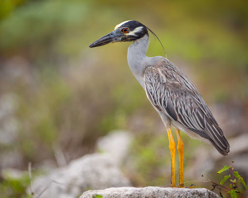 A yellow-crowned night heron on Little Cayman in the Cayman Islands.