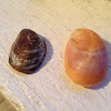 Atlantic Slipper Shell