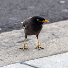 Common Myna