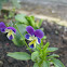 Viola (Violaceae Species)