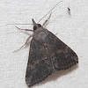 Green Cloverworm Moth - Hodges#8465