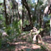 spiny-backed orb weaver spider