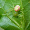 pink flower spider
