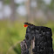 Cuban Brown Anole