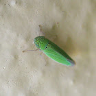 Common Green Leafhopper