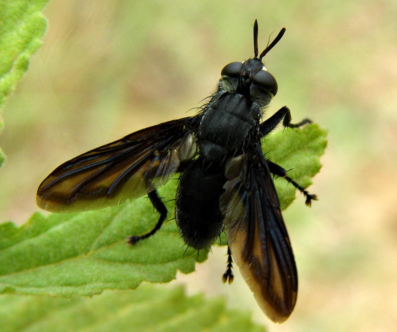 Beefly