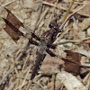Common Whitetail dragonfly (immature male)