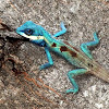 Blue Crested Lizard