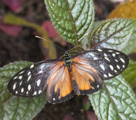 Hecale Longwing | Project Noah