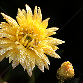 Crysanthemum  by তিত কুটি - Flowers Single Flower