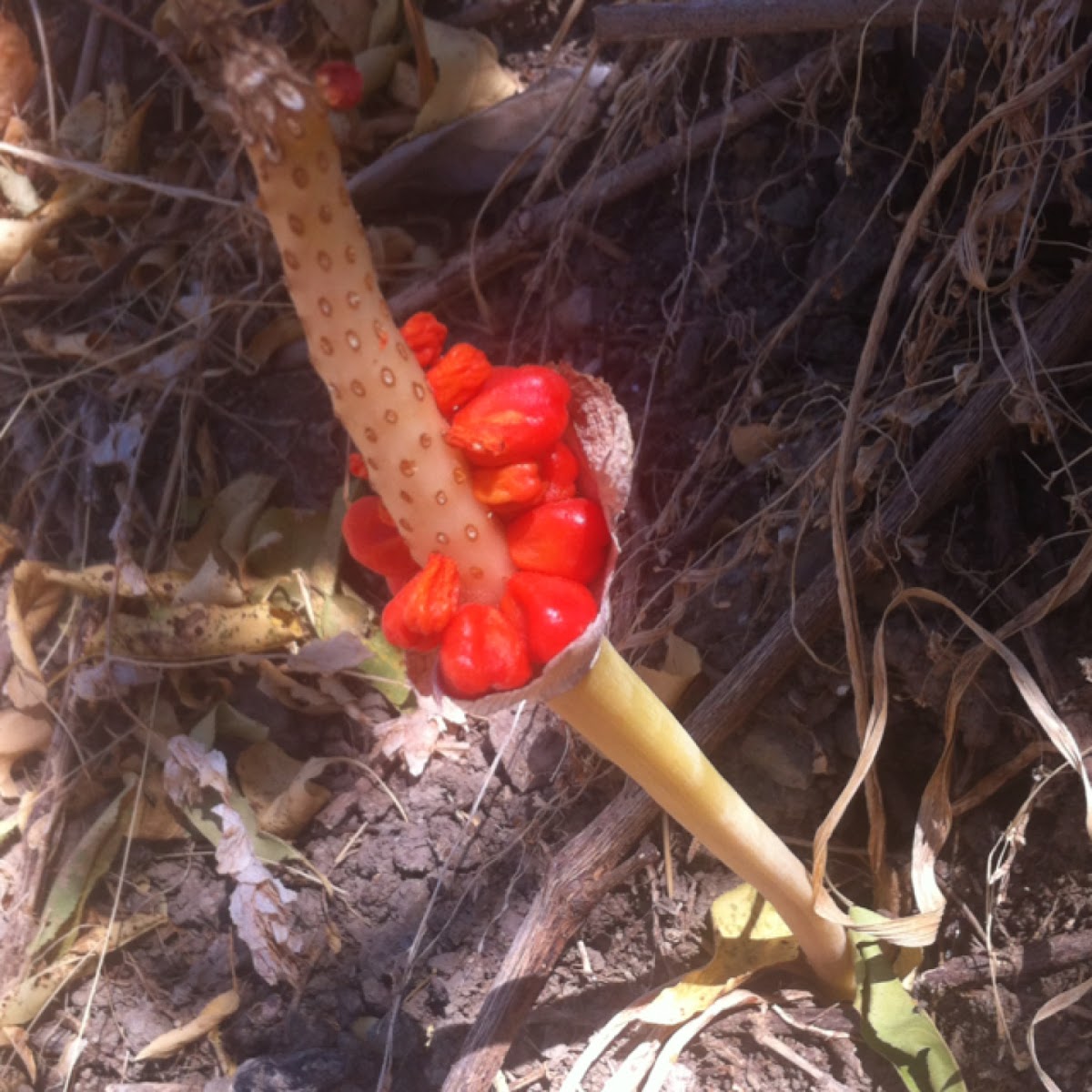 Orange candleflower, Italian arum,