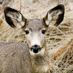  Doe by Mindee Green - Animals Other Mammals