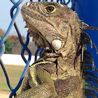 Iguana