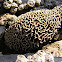 encrusting coralline alga